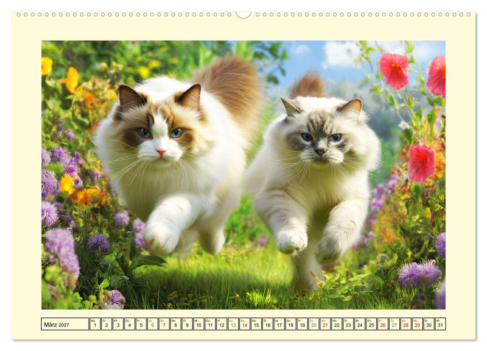 Liebliche Ragdolls. Katzen-Schönheiten in ihrer grünen Oase (CALVENDO Wandkalender 2027)