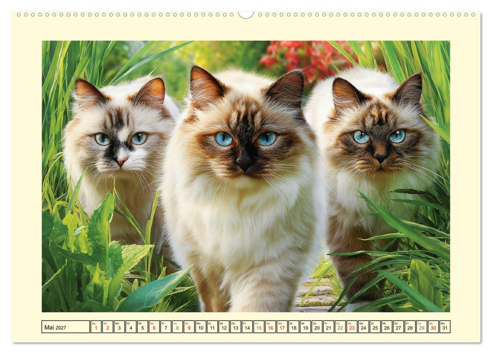 Liebliche Ragdolls. Katzen-Schönheiten in ihrer grünen Oase (CALVENDO Wandkalender 2027)