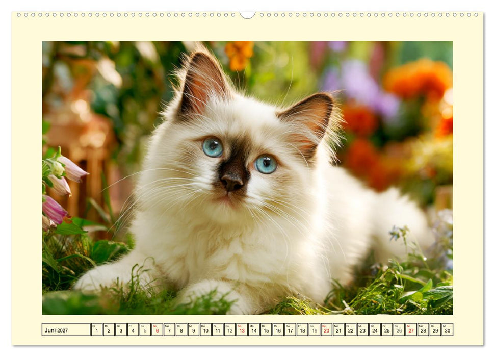 Liebliche Ragdolls. Katzen-Schönheiten in ihrer grünen Oase (CALVENDO Wandkalender 2027)