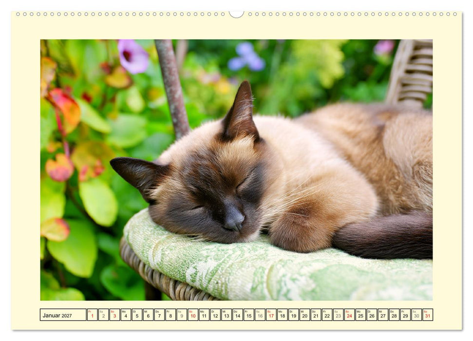 Edle Siamkatzen. Anmut und Charakter im Spiel mit der Natur (CALVENDO Wandkalender 2027)