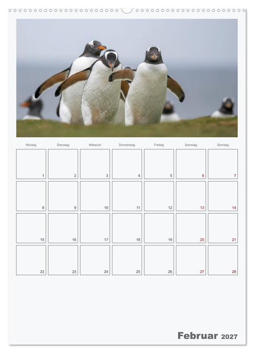Alltag bei den Pinguinen auf Falkland (CALVENDO Premium Wandkalender 2027)