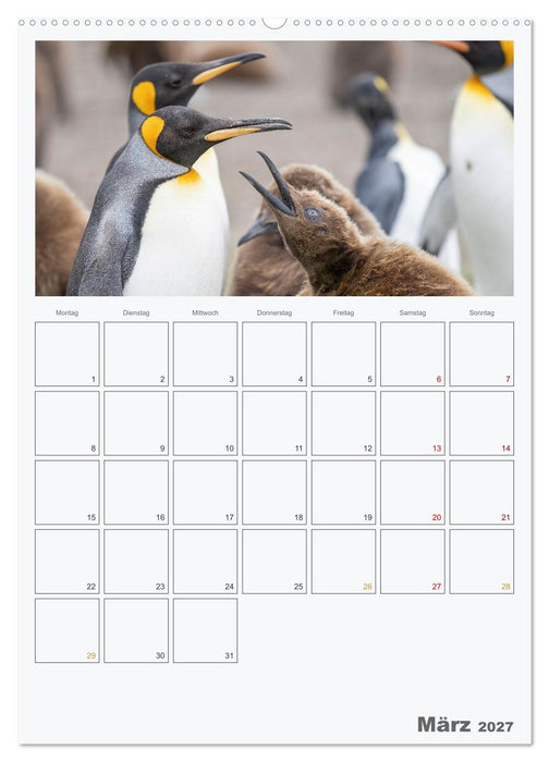 Alltag bei den Pinguinen auf Falkland (CALVENDO Premium Wandkalender 2027)