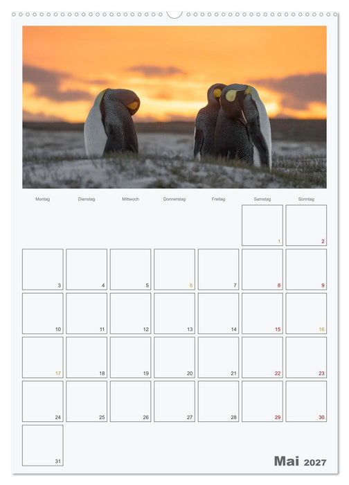 Alltag bei den Pinguinen auf Falkland (CALVENDO Premium Wandkalender 2027)