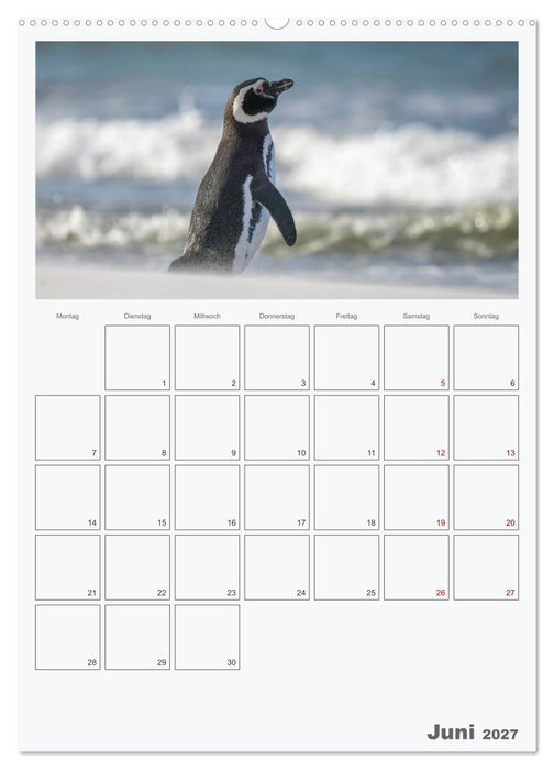Alltag bei den Pinguinen auf Falkland (CALVENDO Premium Wandkalender 2027)
