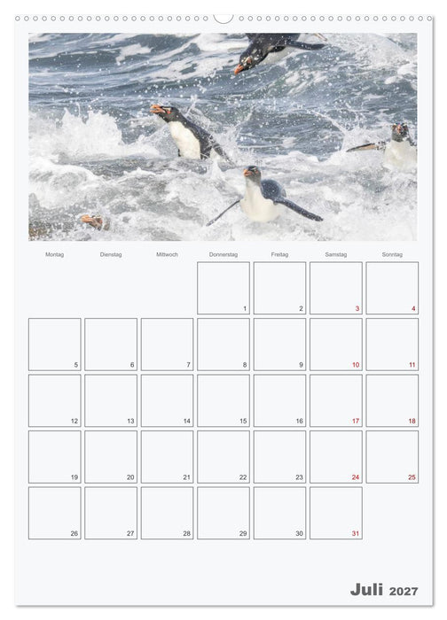 Alltag bei den Pinguinen auf Falkland (CALVENDO Premium Wandkalender 2027)