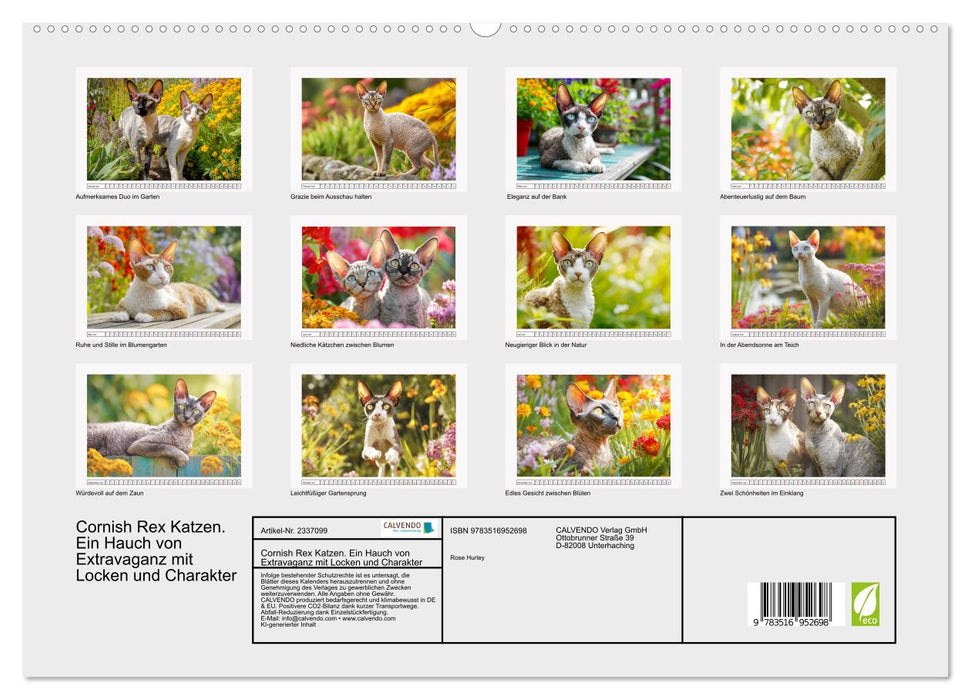 Cornish Rex Katzen. Ein Hauch von Extravaganz mit Locken und Charakter (CALVENDO Premium Wandkalender 2027)