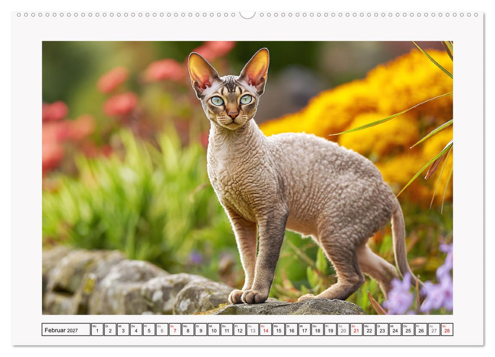 Cornish Rex Katzen. Ein Hauch von Extravaganz mit Locken und Charakter (CALVENDO Premium Wandkalender 2027)