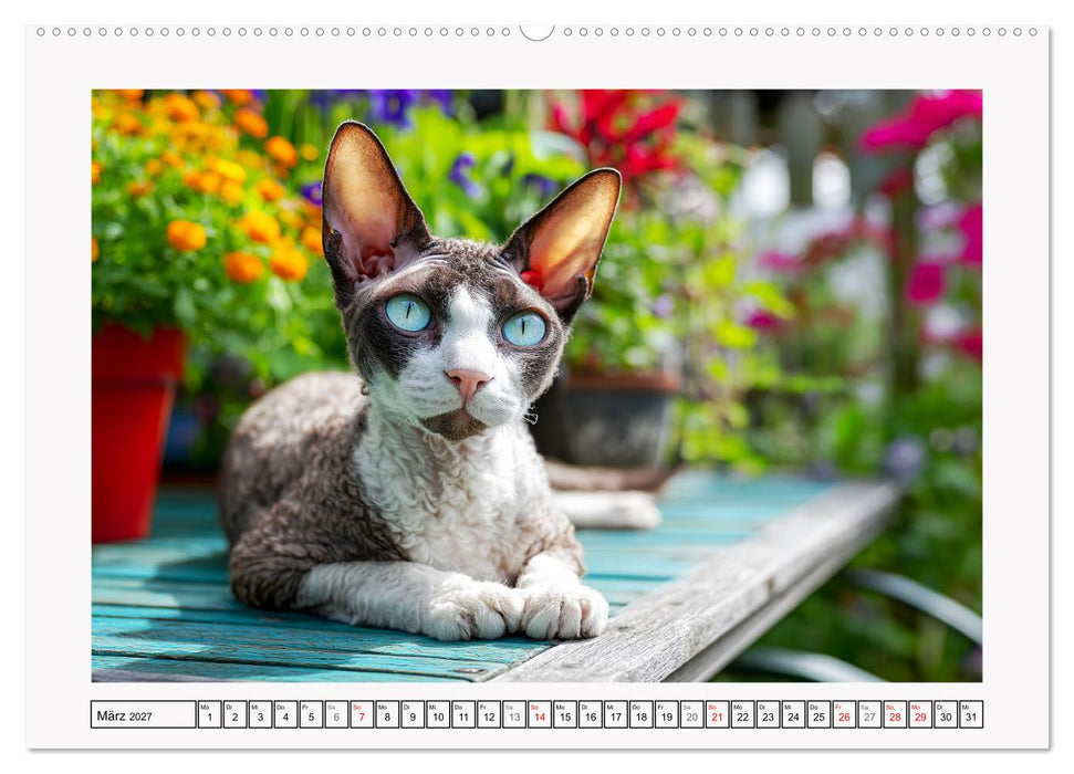 Cornish Rex Katzen. Ein Hauch von Extravaganz mit Locken und Charakter (CALVENDO Premium Wandkalender 2027)