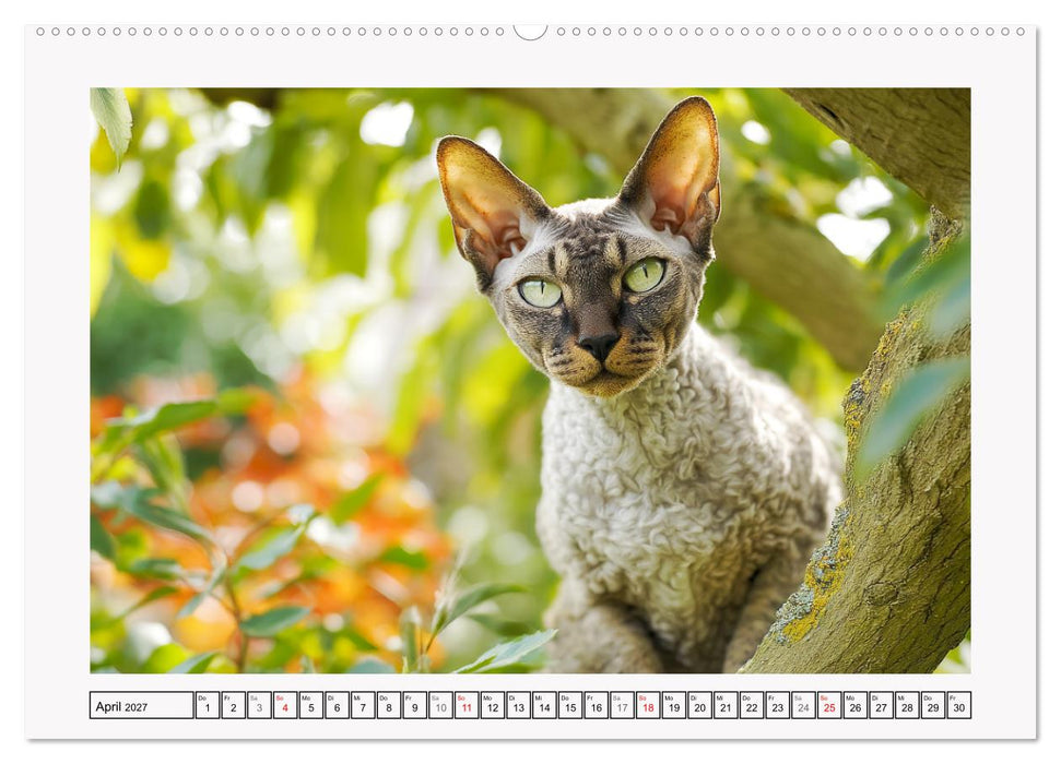 Cornish Rex Katzen. Ein Hauch von Extravaganz mit Locken und Charakter (CALVENDO Premium Wandkalender 2027)