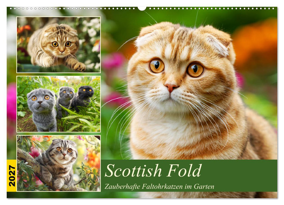 Scottish Fold. Zauberhafte Faltohrkatzen im Garten (CALVENDO Wandkalender 2027)