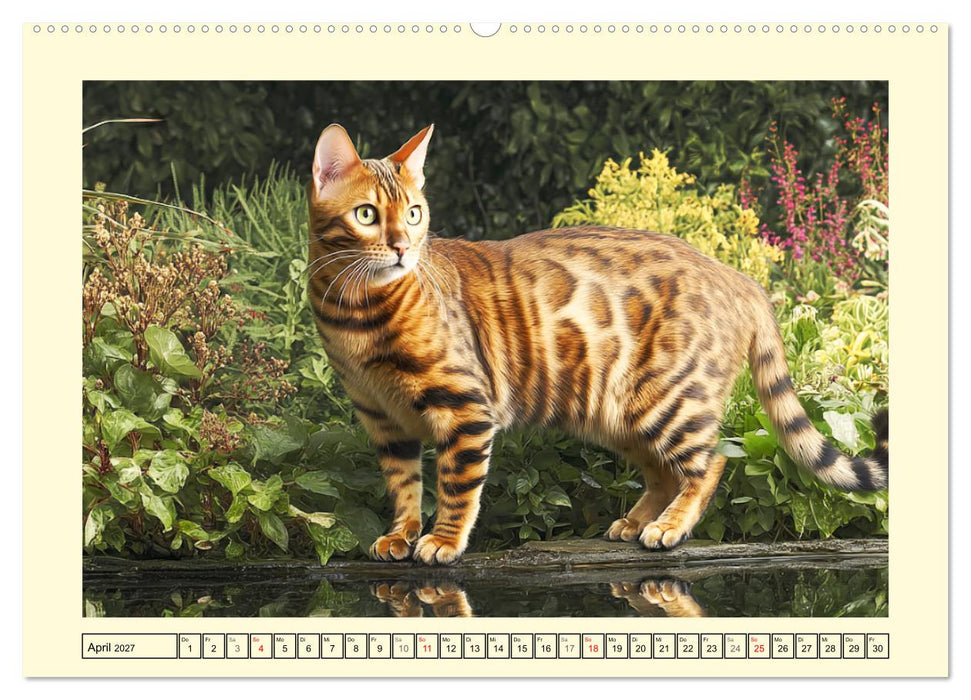 Bengalkatzen. Der elegante Mini-Leopard im Garten (CALVENDO Wandkalender 2027)