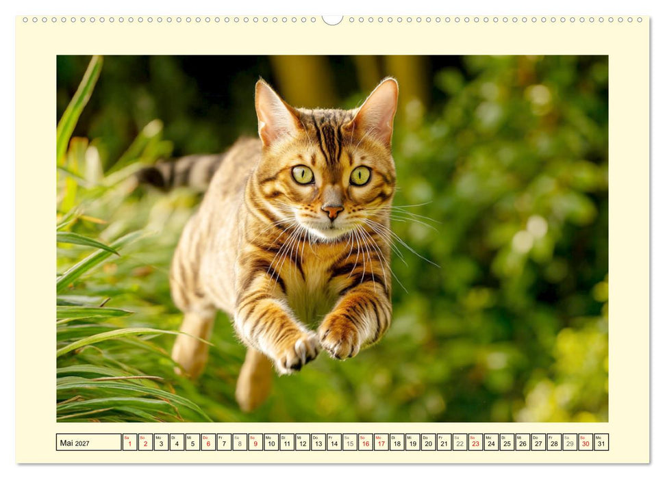 Bengalkatzen. Der elegante Mini-Leopard im Garten (CALVENDO Wandkalender 2027)