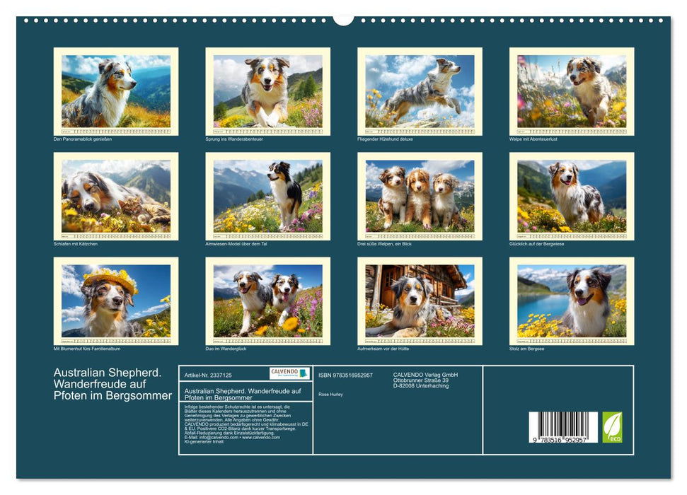 Australian Shepherd. Wanderfreude auf Pfoten im Bergsommer (CALVENDO Premium Wandkalender 2027)