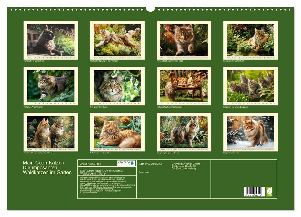 Main-Coon-Katzen. Die imposanten Waldkatzen im Garten (CALVENDO Wandkalender 2027)