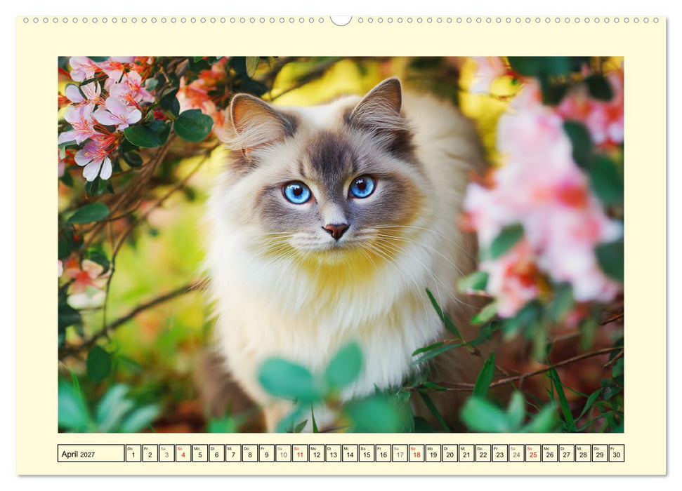Liebliche Ragdolls. Katzen-Schönheiten in ihrer grünen Oase (CALVENDO Premium Wandkalender 2027)