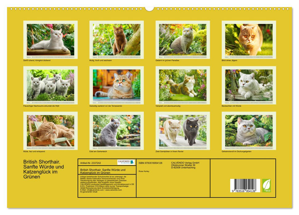 British Shorthair. Sanfte Würde und Katzenglück im Grünen (CALVENDO Premium Wandkalender 2027)