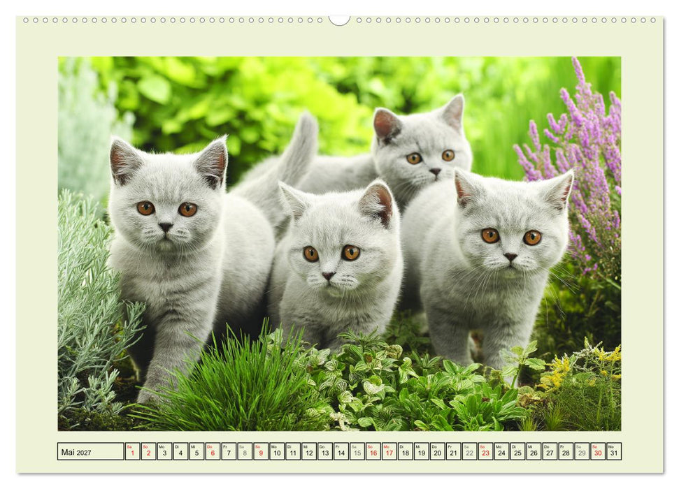 British Shorthair. Sanfte Würde und Katzenglück im Grünen (CALVENDO Premium Wandkalender 2027)