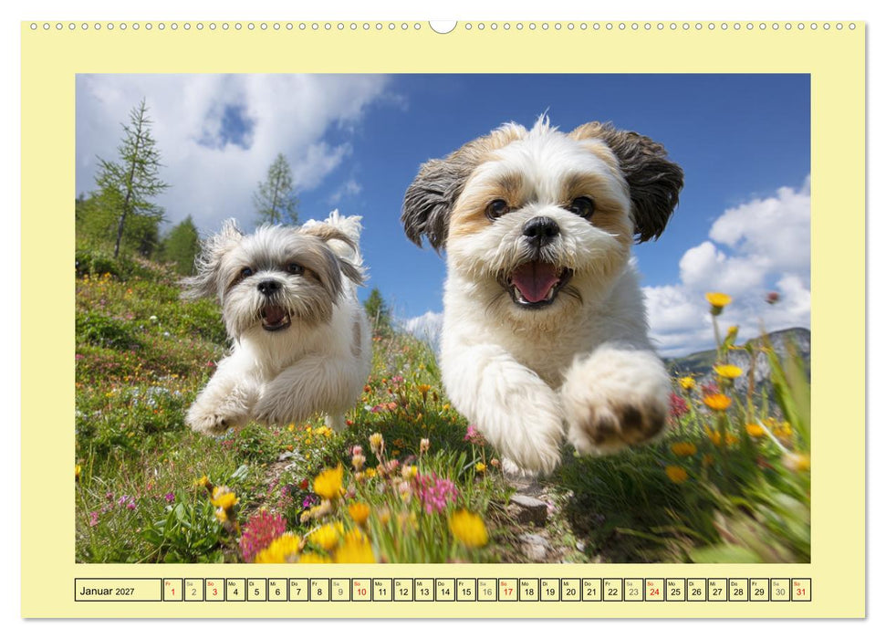 Shih Tzu Glück. Zauberhafte Hunde im alpinen Wanderglück (CALVENDO Wandkalender 2027)