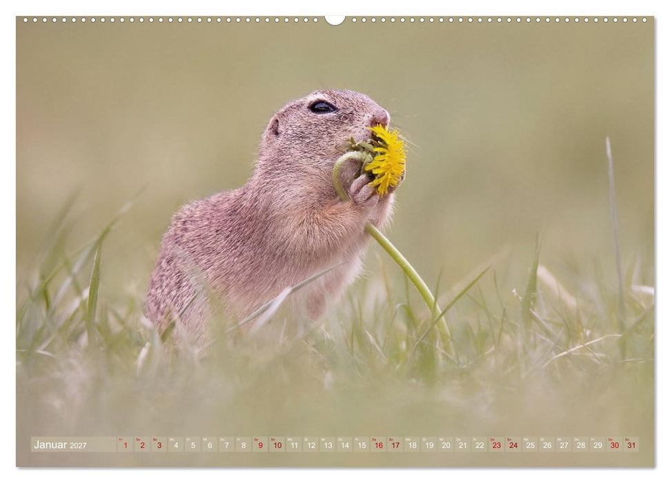 Zauberhafte Ziesel (CALVENDO Wandkalender 2027)