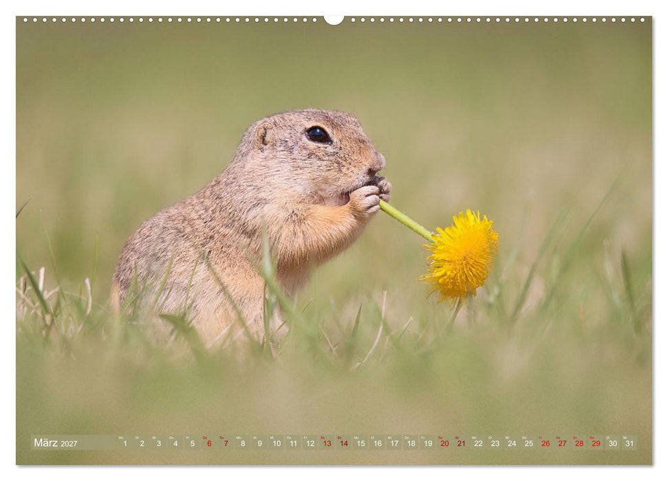 Zauberhafte Ziesel (CALVENDO Wandkalender 2027)