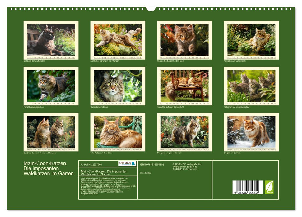 Main-Coon-Katzen. Die imposanten Waldkatzen im Garten (CALVENDO Premium Wandkalender 2027)