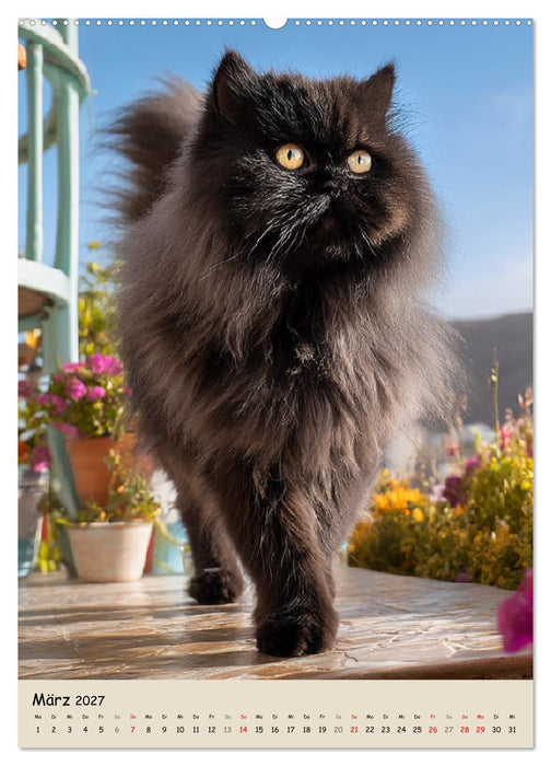 Perserkatzen. Zauberhafte Langhaar-Divas in Szene gesetzt (CALVENDO Premium Wandkalender 2027)