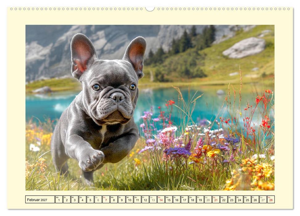 Fledermaus Alarm. Französiche Bulldoggen in der Natur (CALVENDO Wandkalender 2027)