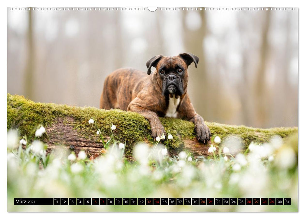 Käthe - ein Boxer mit Charme (CALVENDO Wandkalender 2027)