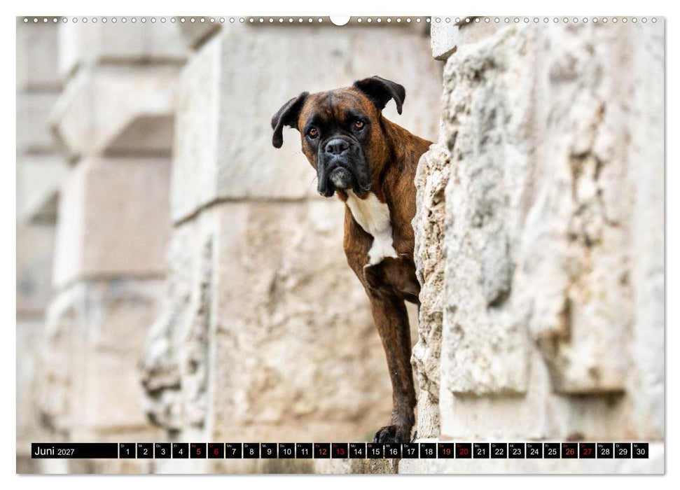 Käthe - ein Boxer mit Charme (CALVENDO Wandkalender 2027)