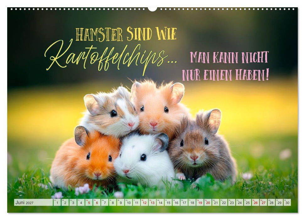 Hamsterhumor - Kleine Zuckerschnute, aber oho (CALVENDO Wandkalender 2027)