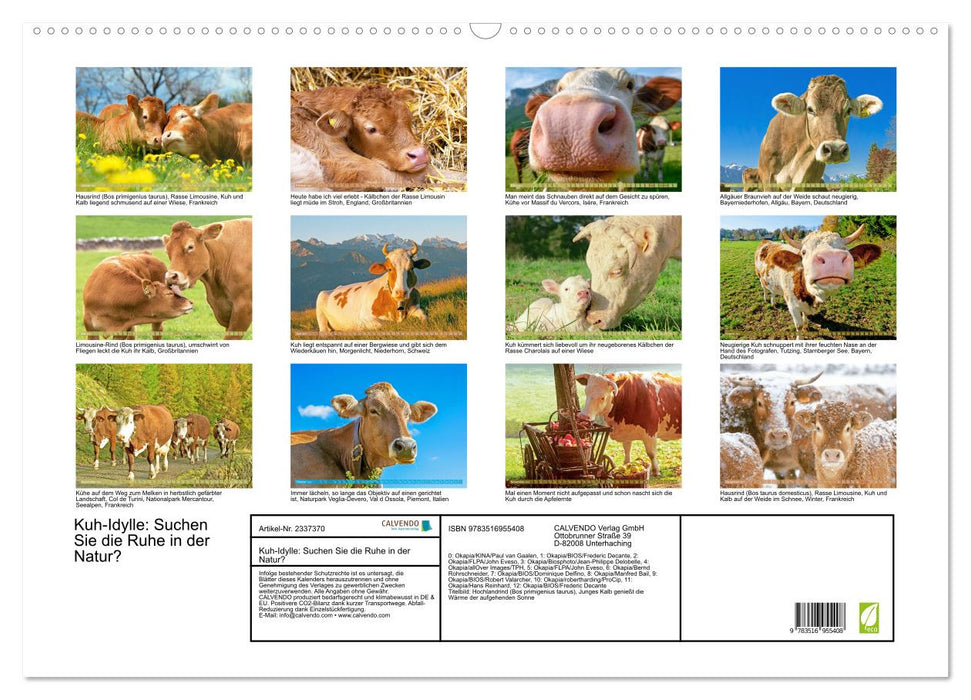 Kuh-Idylle: Suchen Sie die Ruhe in der Natur? (CALVENDO Wandkalender 2027)