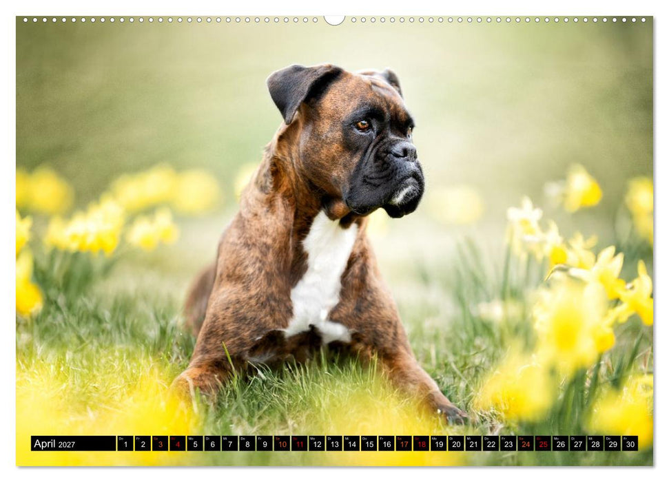 Käthe - ein Boxer mit Charme (CALVENDO Premium Wandkalender 2027)
