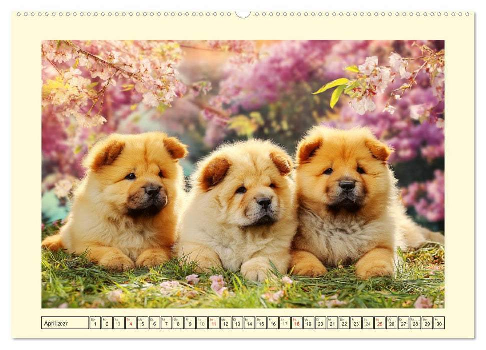 Chow Chow Momente. Fellpoesie aus dem Reich der Mitte (CALVENDO Wandkalender 2027)