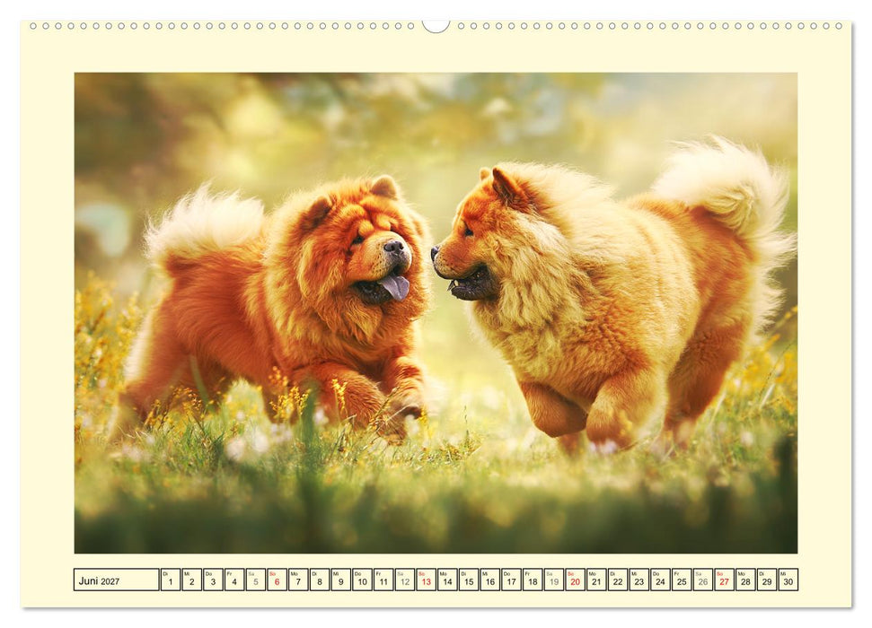 Chow Chow Momente. Fellpoesie aus dem Reich der Mitte (CALVENDO Wandkalender 2027)
