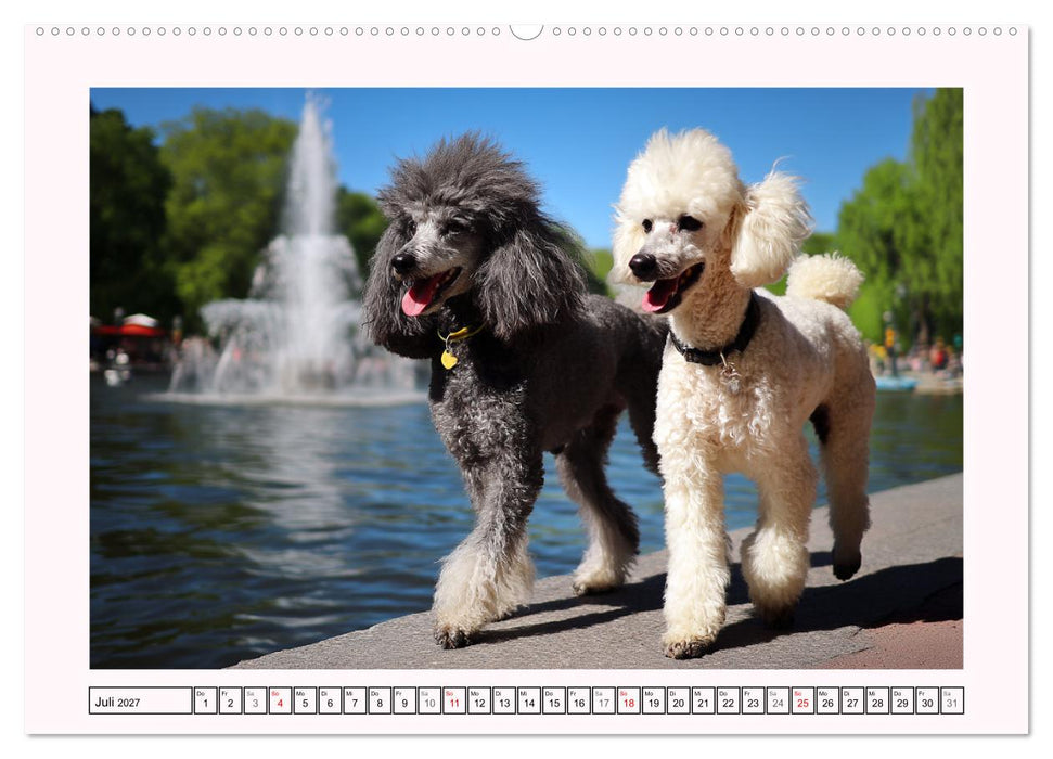Pudel in der Stadt. Urbane Momente voller Charme und Lebensfreude (CALVENDO Premium Wandkalender 2027)