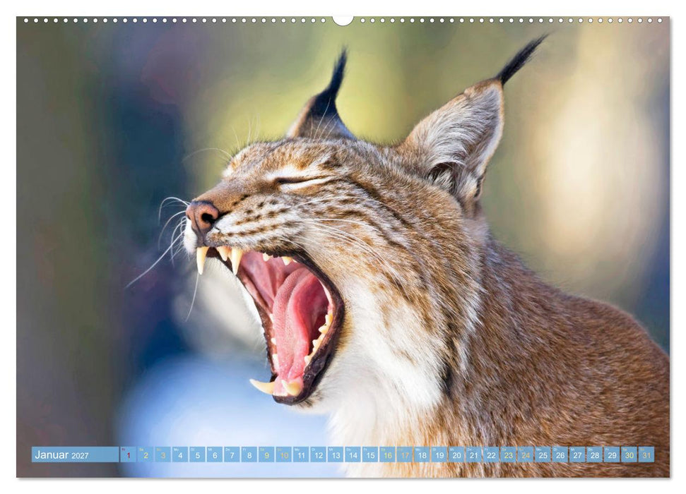 Dem Luchs auf der Spur (CALVENDO Premium Wandkalender 2027)