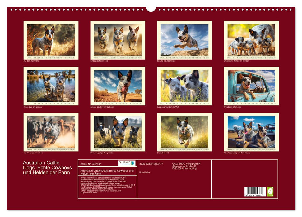 Australian Cattle Dogs. Echte Cowboys und Helden der Farm (CALVENDO Wandkalender 2027)