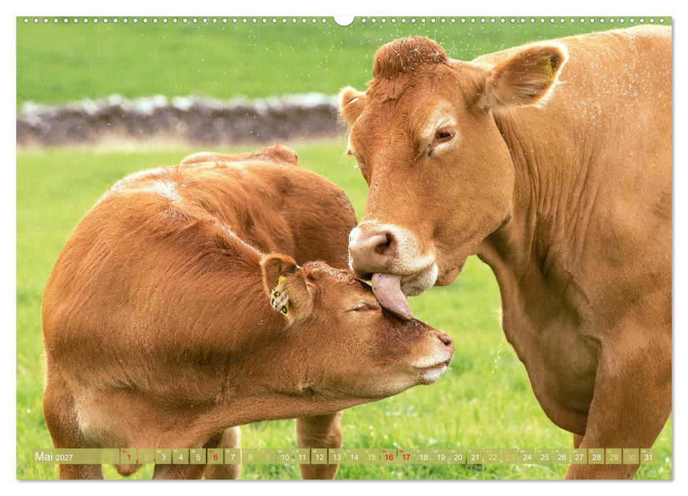 Kuh-Idylle: Suchen Sie die Ruhe in der Natur? (CALVENDO Premium Wandkalender 2027)