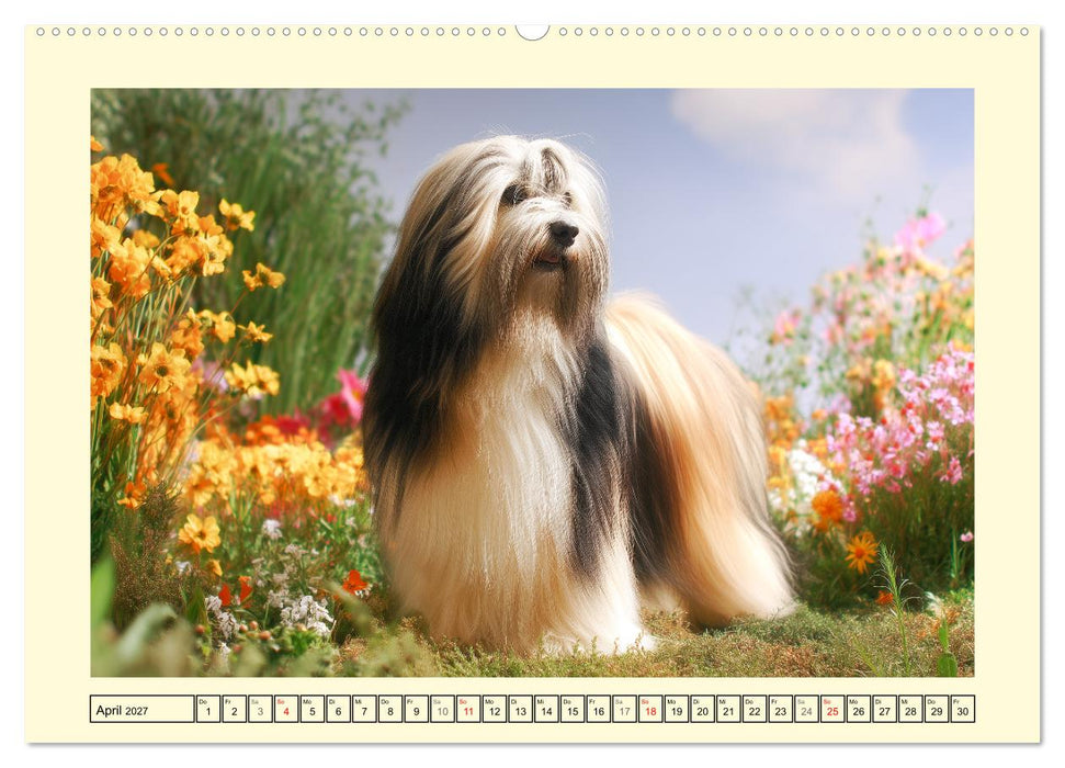 Lhasa Apso Charme. Die kleinen Hüter des Glücks (CALVENDO Wandkalender 2027)