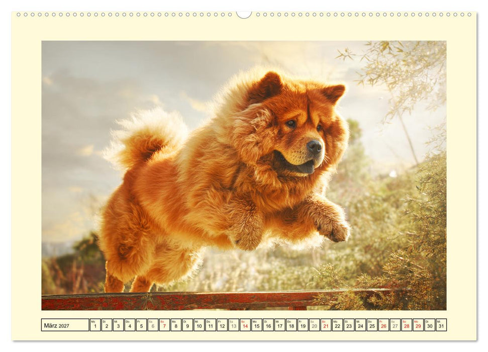 Chow Chow Momente. Fellpoesie aus dem Reich der Mitte (CALVENDO Premium Wandkalender 2027)