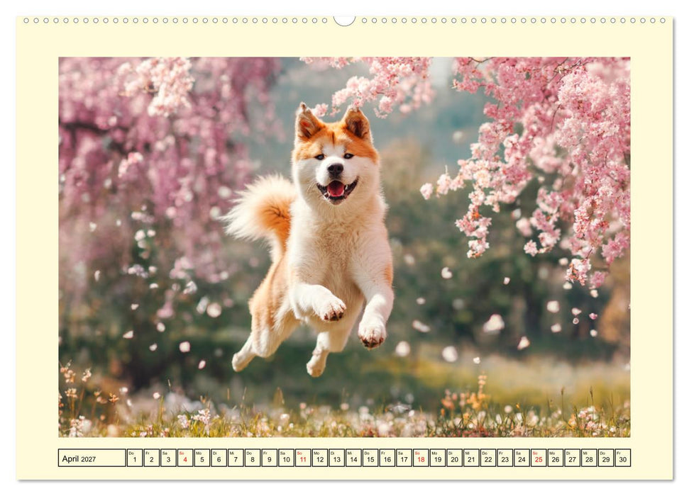 Akita Inu in der Natur. Japans edle und sanfte Schönheit (CALVENDO Wandkalender 2027)