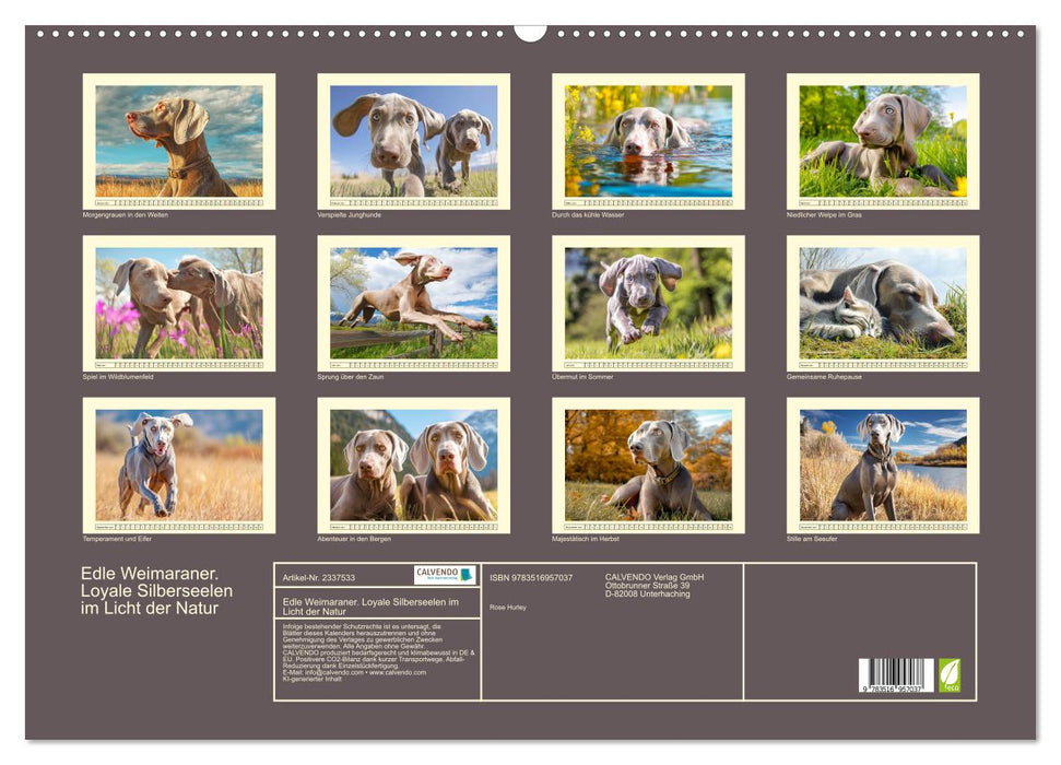 Edle Weimaraner. Loyale Silberseelen im Licht der Natur (CALVENDO Wandkalender 2027)