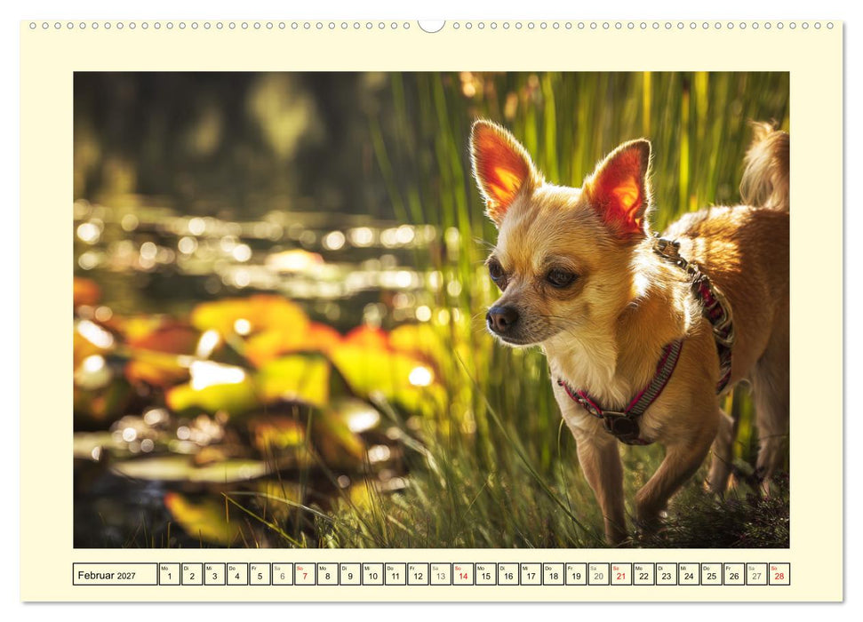 Reizende Chihuahuas. Winzige Hunde mit riesigem Ego und Grips (CALVENDO Wandkalender 2027)