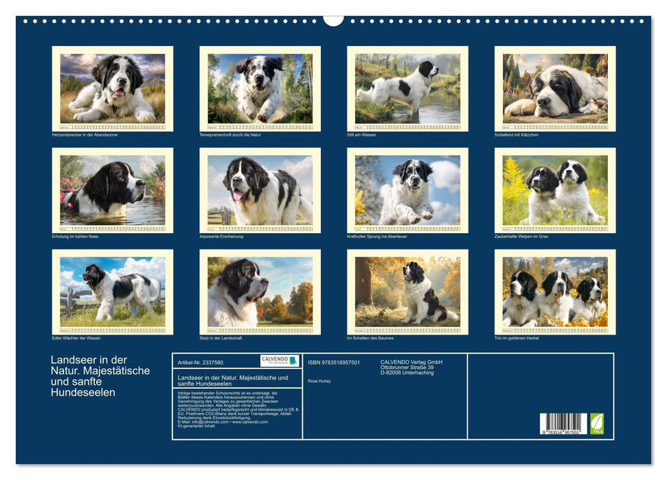 Landseer in der Natur. Majestätische und sanfte Hundeseelen (CALVENDO Wandkalender 2027)