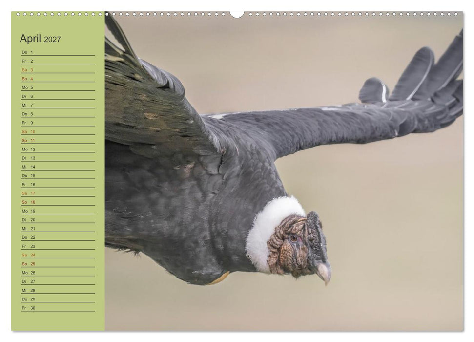 Wildlife Südamerika (CALVENDO Premium Wandkalender 2027)