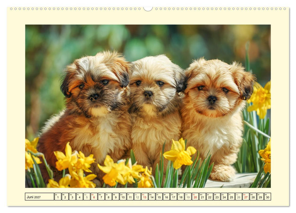 Lhasa Apso Charme. Die kleinen Hüter des Glücks (CALVENDO Premium Wandkalender 2027)