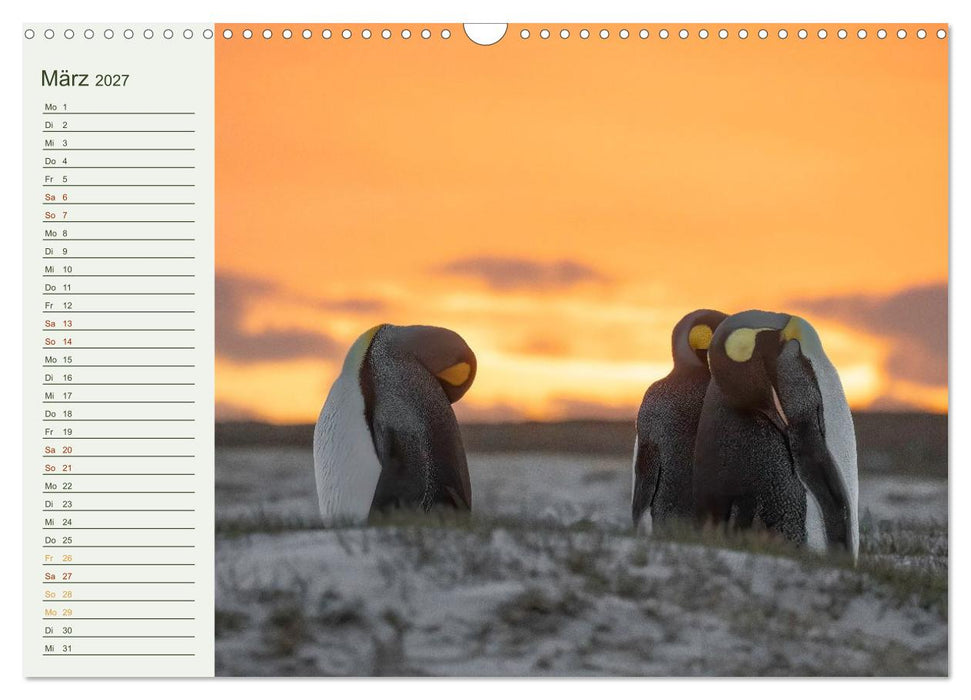 Unter Pinguinen (CALVENDO Wandkalender 2027)