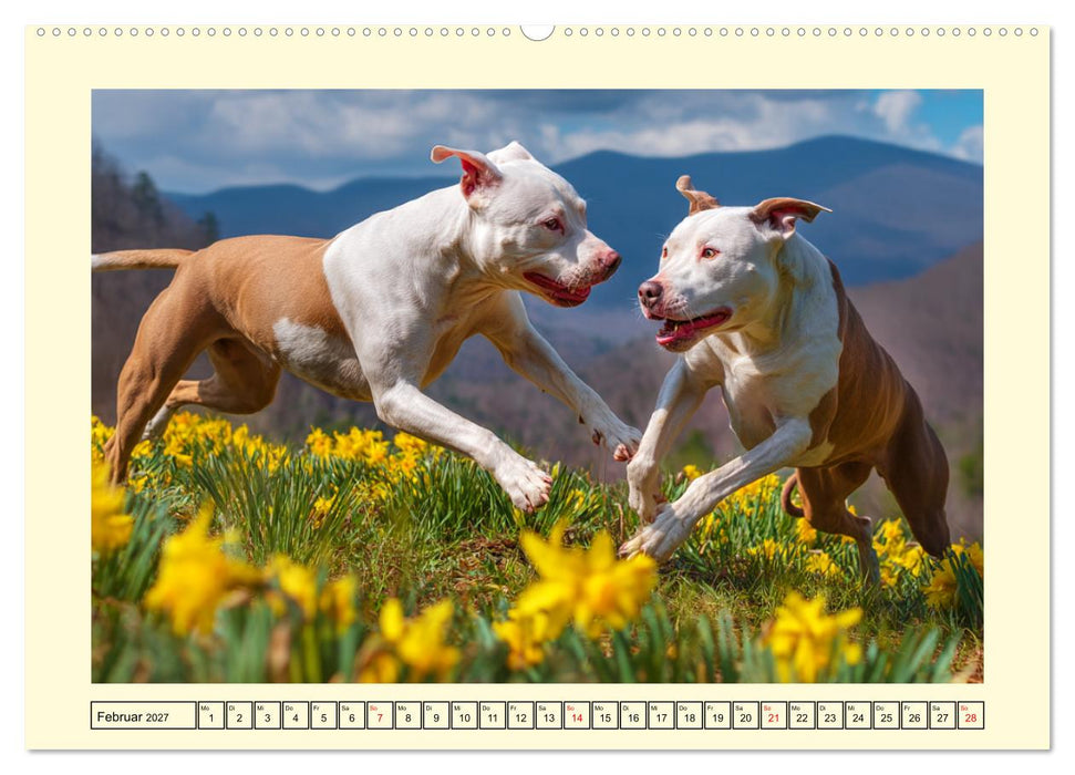Pit Bull Terrier. Zwischen Wildblumen und Großstadtglanz (CALVENDO Wandkalender 2027)