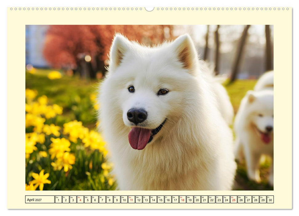 Flauschige Samojeden. Zauberhafte Wolken auf vier Pfoten (CALVENDO Wandkalender 2027)