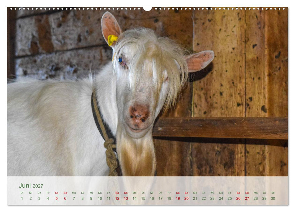 Bergstille – Momente auf der Alm (CALVENDO Wandkalender 2027)